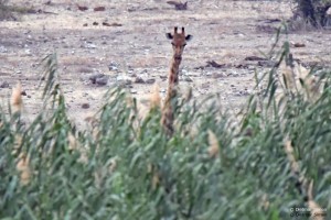 DS7_4626_bearbeitet-1