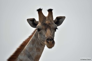 DS7_4782_bearbeitet-1
